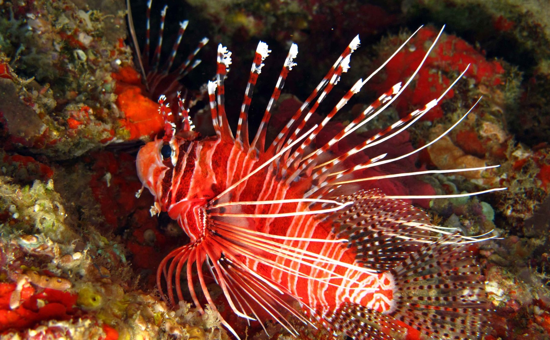 Underwater exploration at Fiyavalhu Maldives
