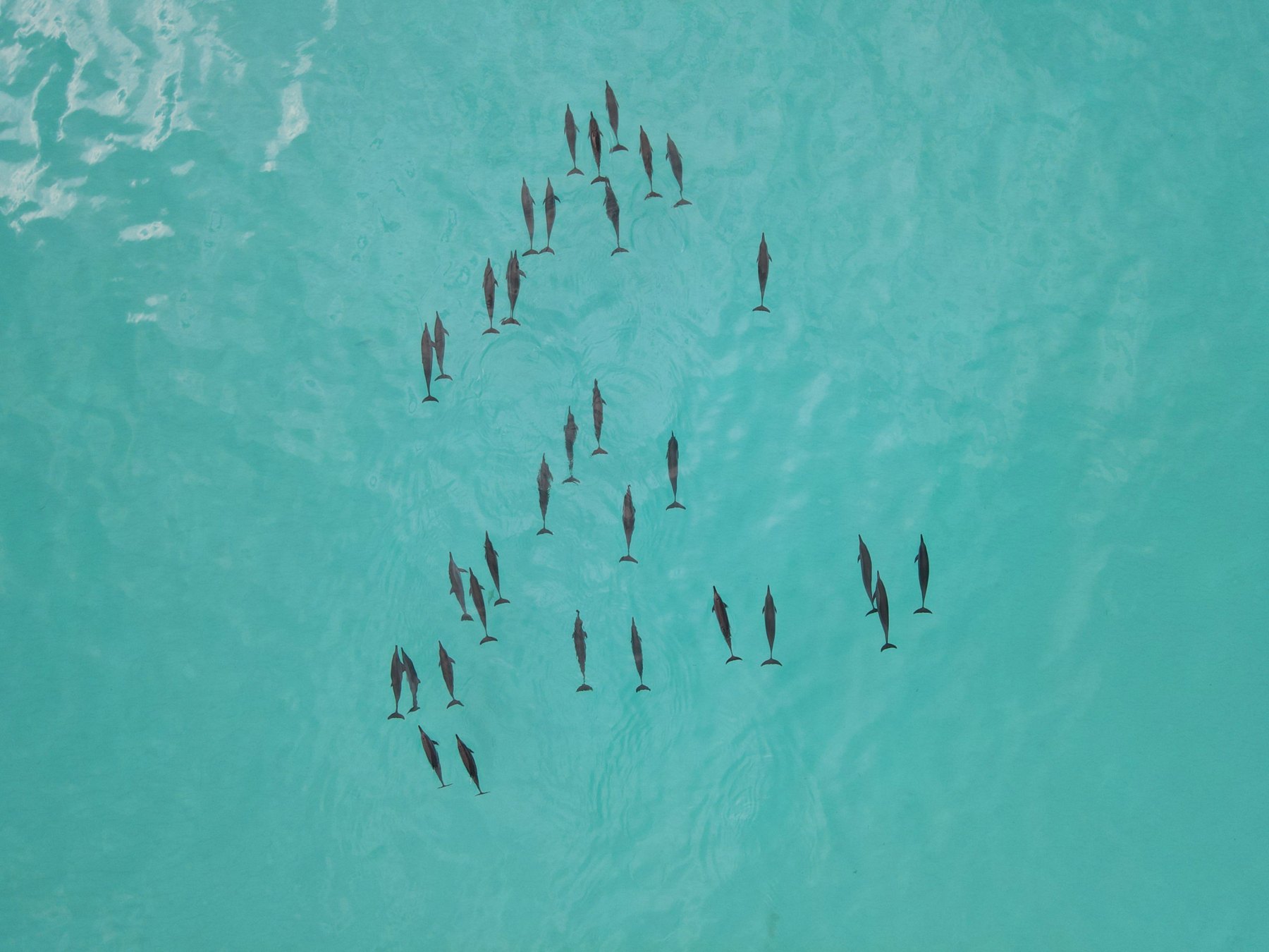 Dolphin Cruise at Fiyavalhu Maldives