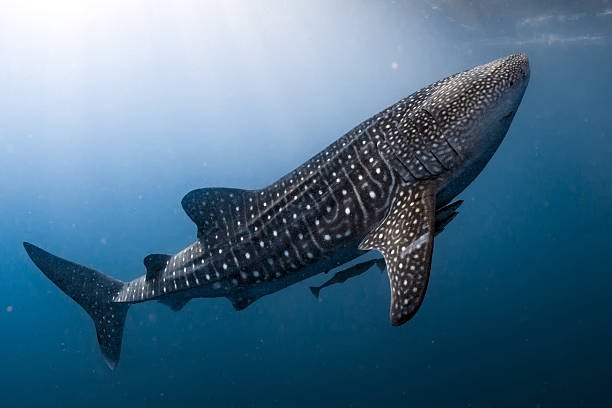 Whale Shark Expedition at Fiyavalhu Maldives